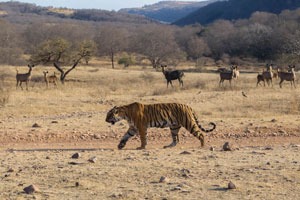 Ravishing Ranthambore Package